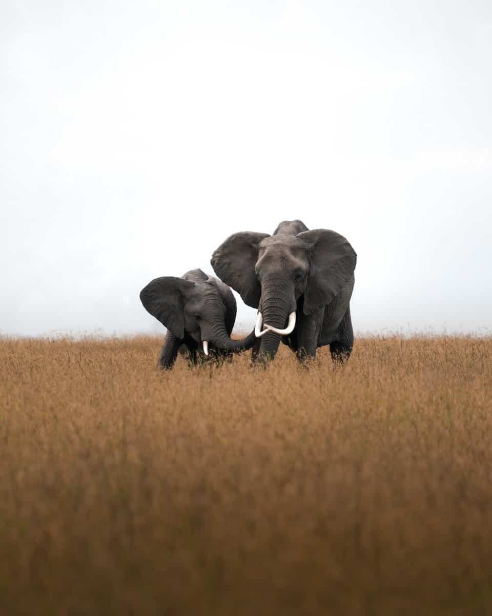 2 gray elephant on brown grass field during daytime