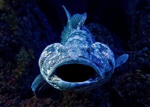 close-up photography of blue fish