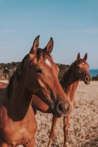 two brown horses
