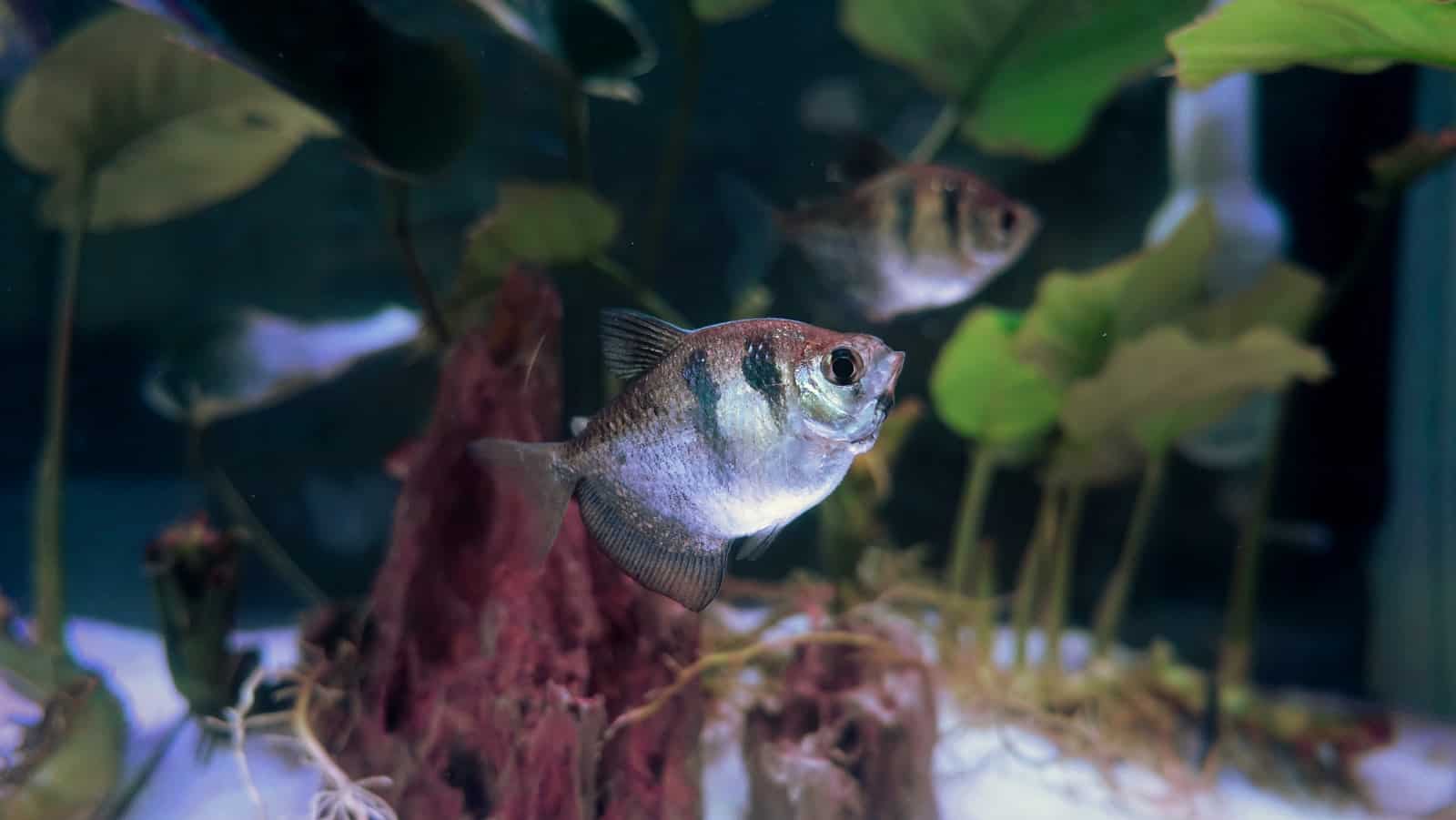 gray and black fish close-up photography