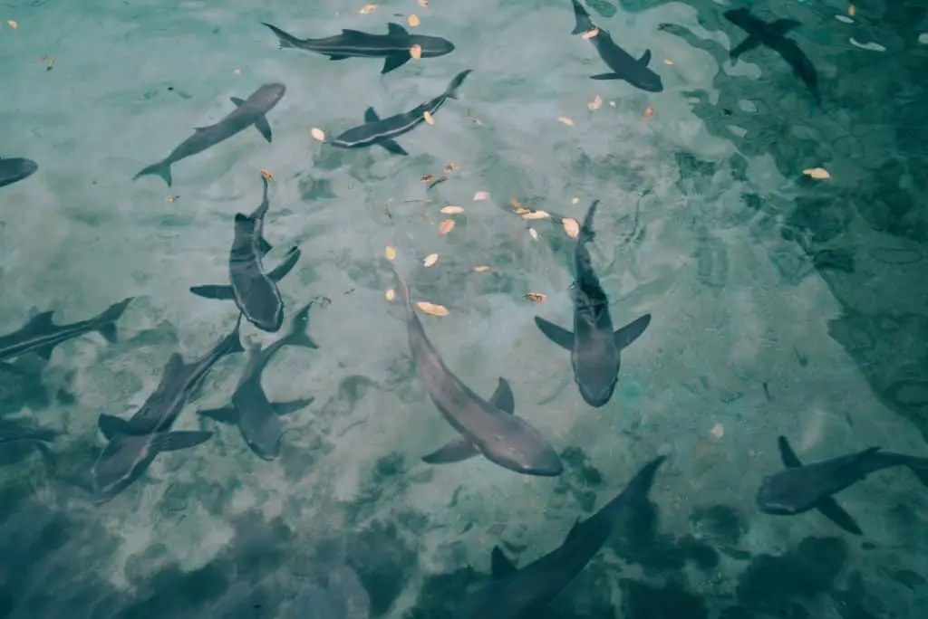 high-angle photo of shoal of sharks underwater