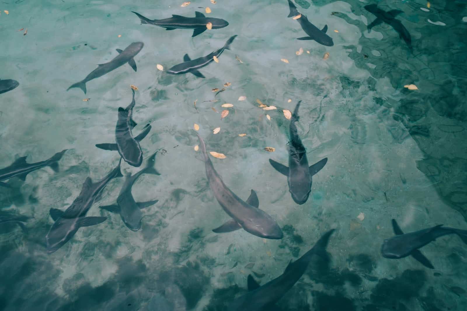 high-angle photo of shoal of sharks underwater