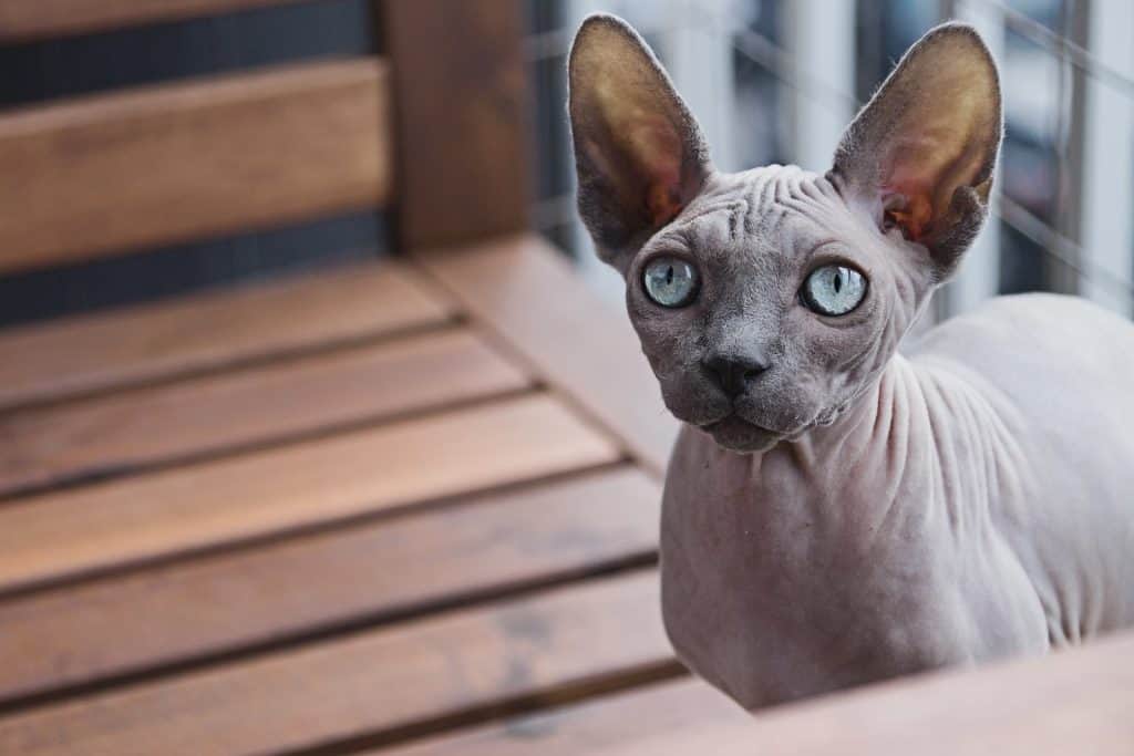 Sphynx cat