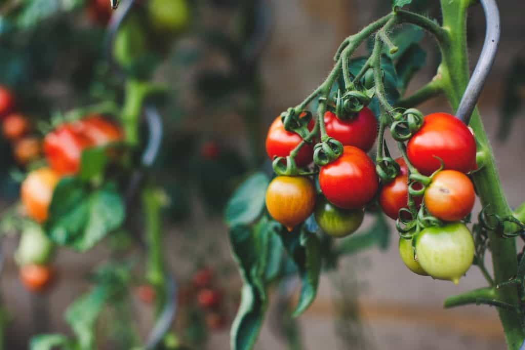 red and green oval fruits