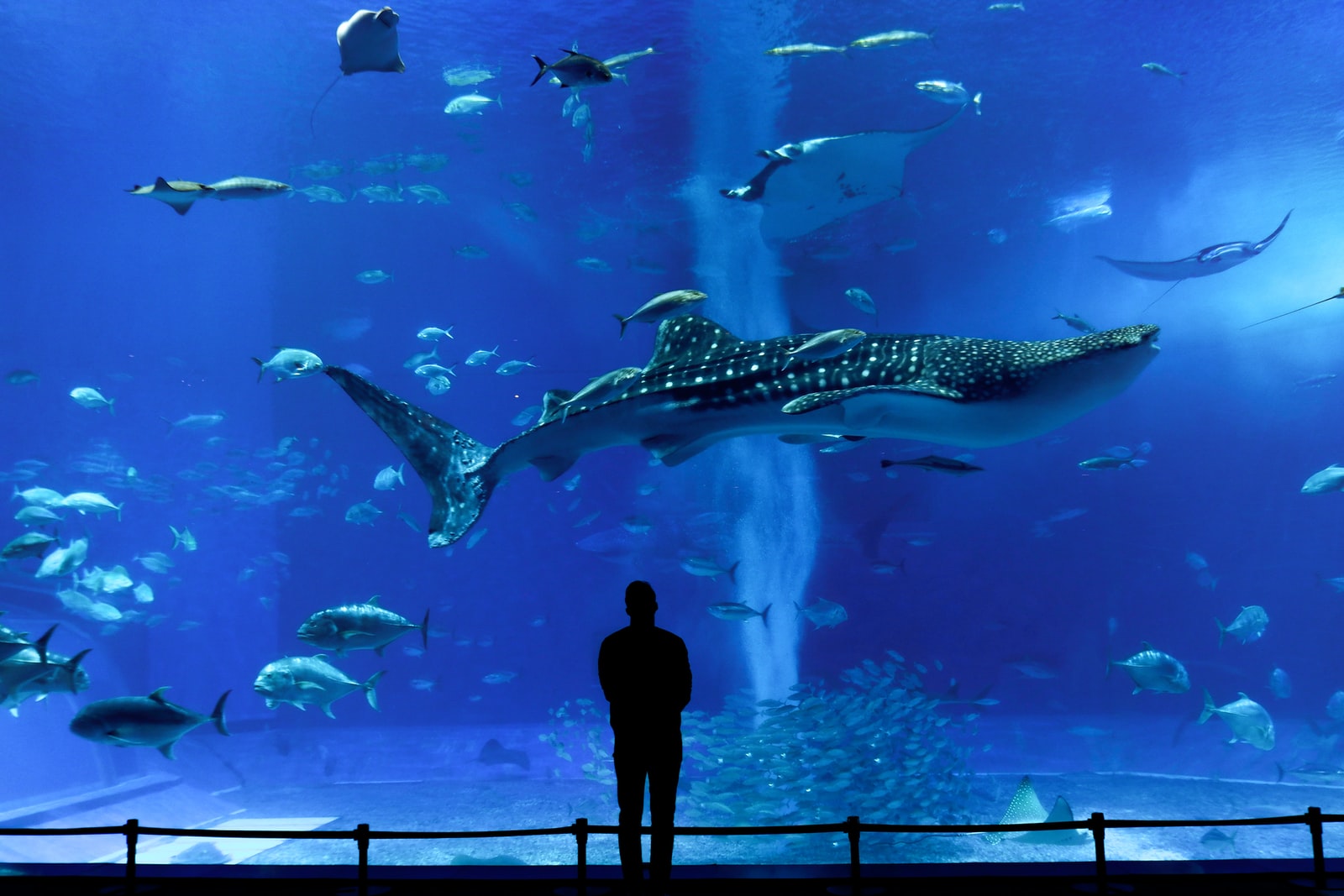 woman standing in front of fish tank