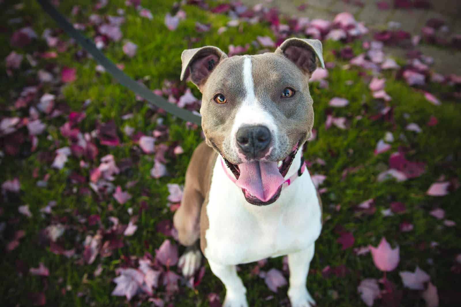 short-coat tan and white dog with grey leash