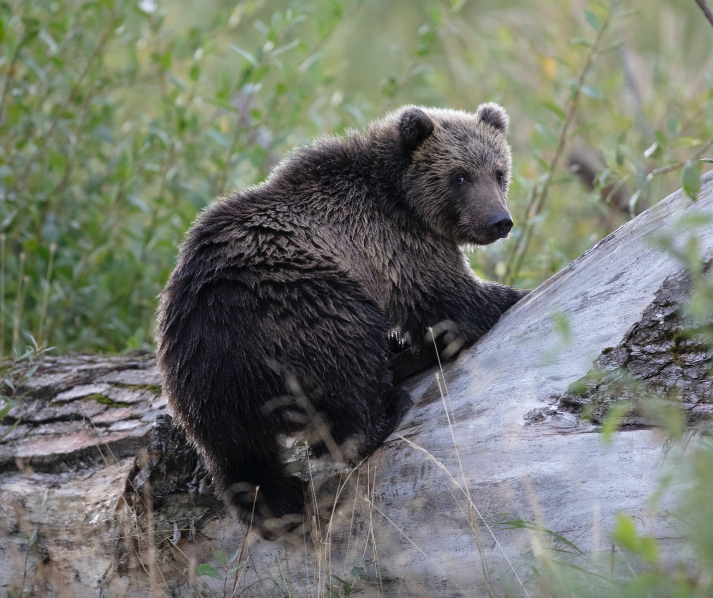 shallow focus photo of black bear