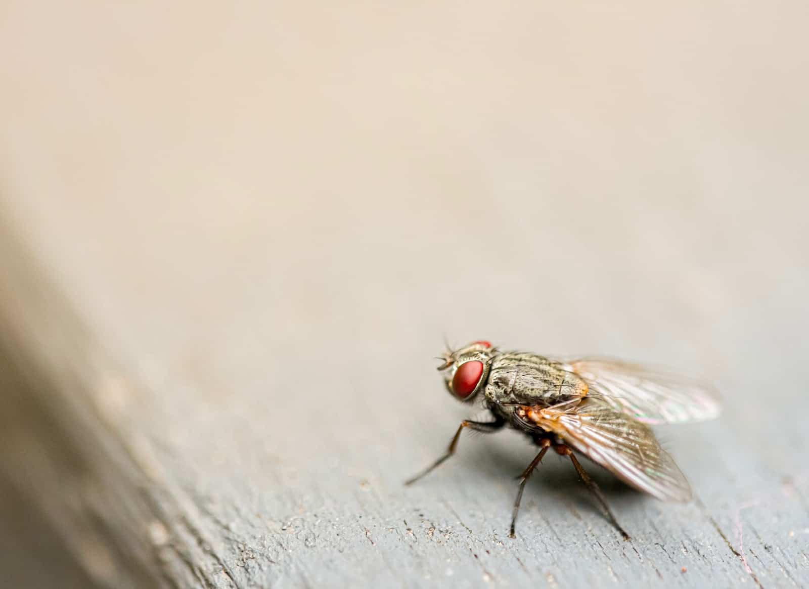 brown housefly