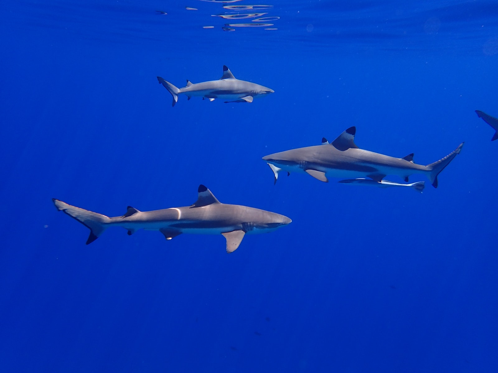 three white-and-black sharks