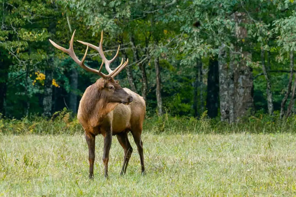 brown deer on green grass field during daytime