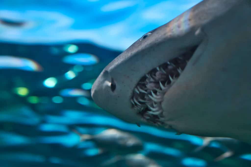 closeup photo of gray shark