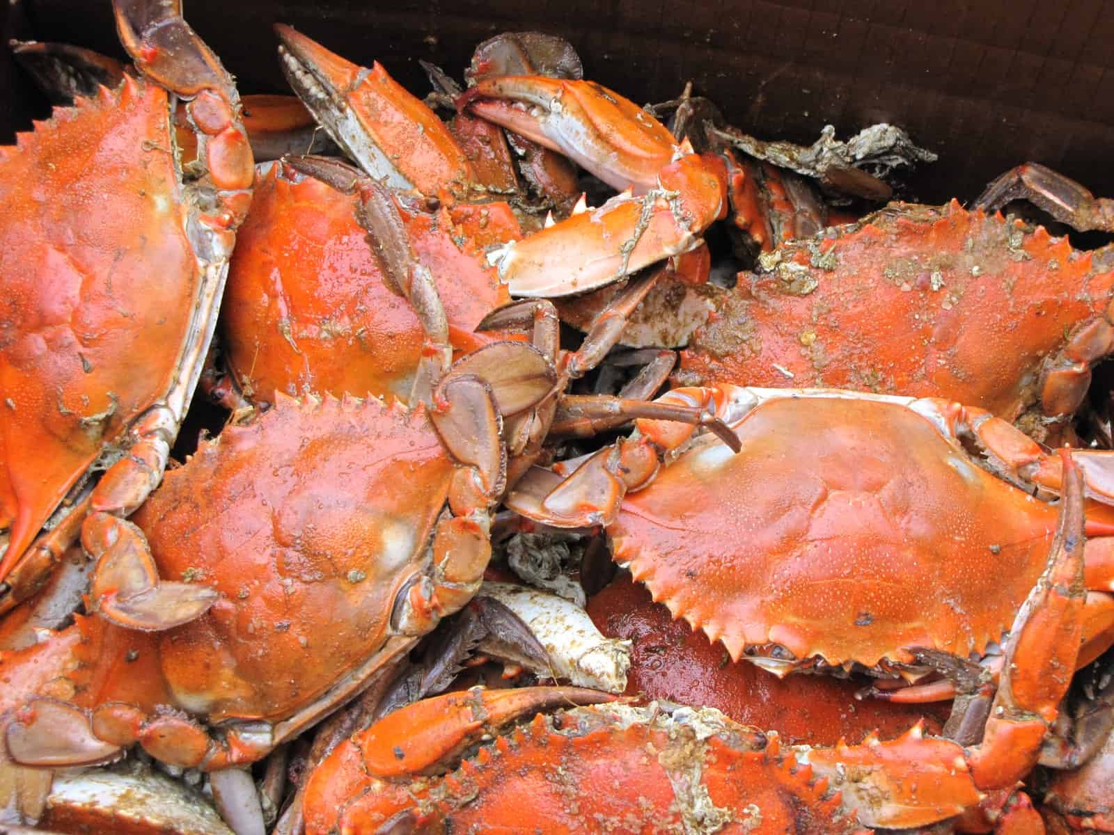 what-is-the-largest-king-crab-ever-caught-largestandbiggest