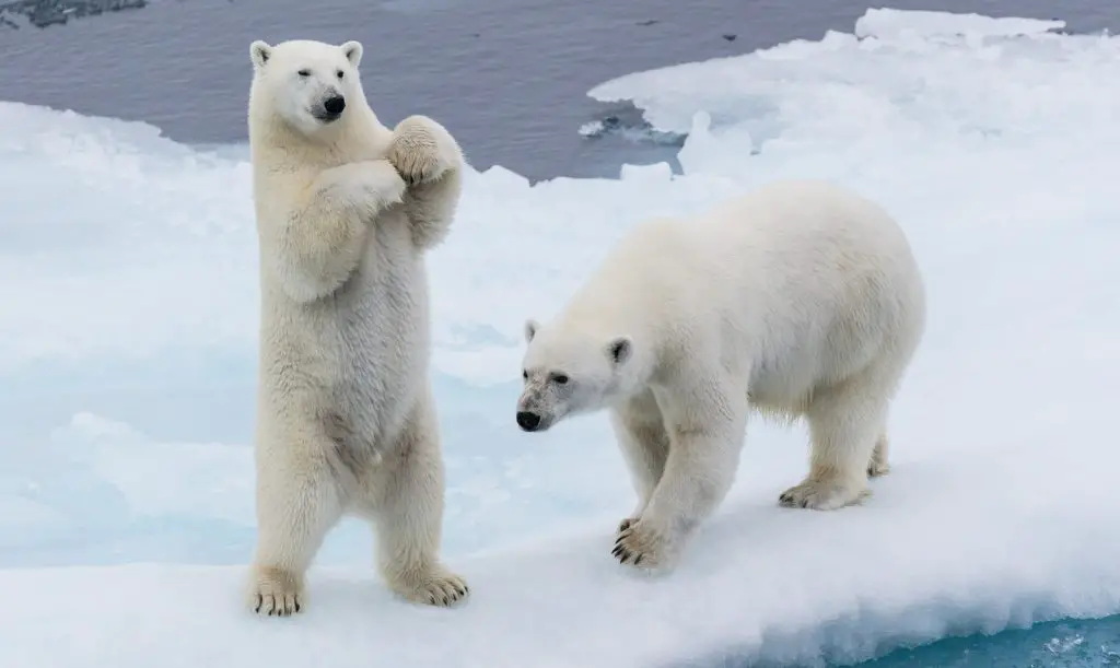 two polar bears