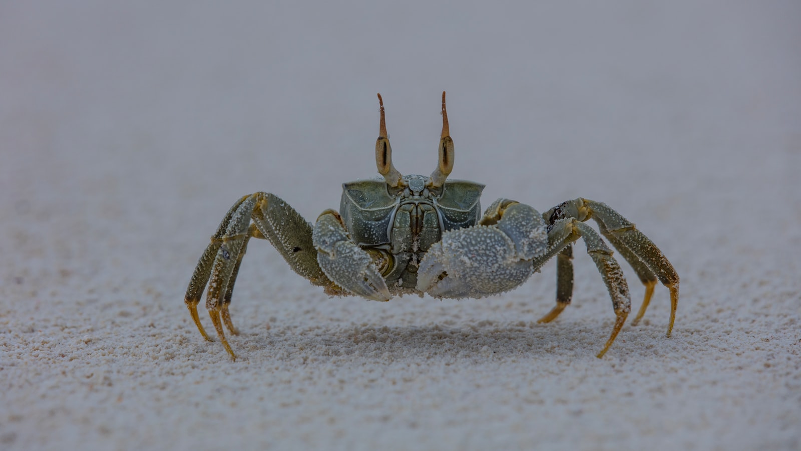 gray and brown crab