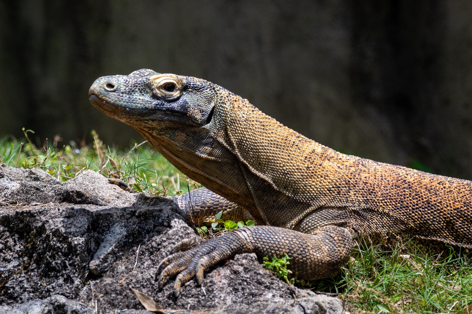 brown and black lizard on gray rock